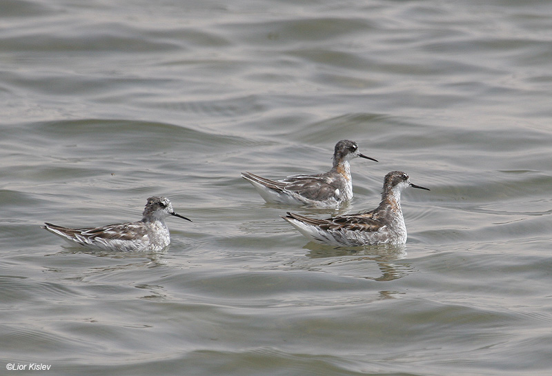 Red-necked Phalarope  Phalaropus lobatus ,Eilat May 2007 Lior Kislev